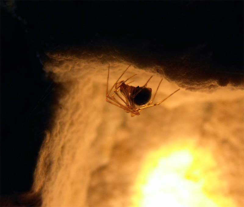 Nesticus sp. - Grotta dei Bambocci, Alatri (FR)